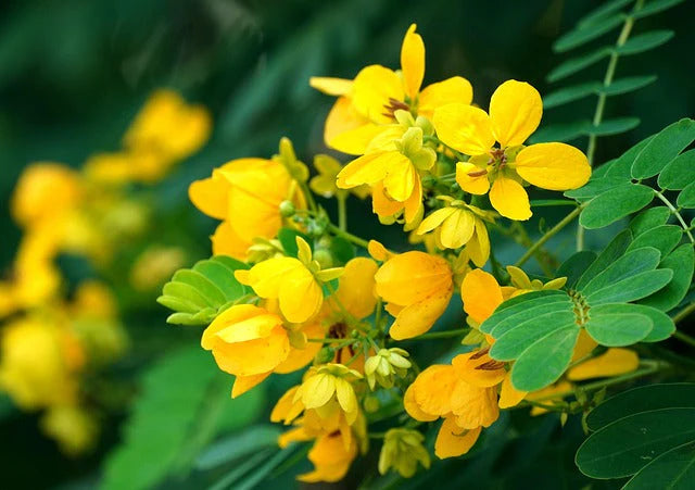 Cassia