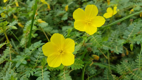 Read more about the article De werking van Tribulus-terrestris
